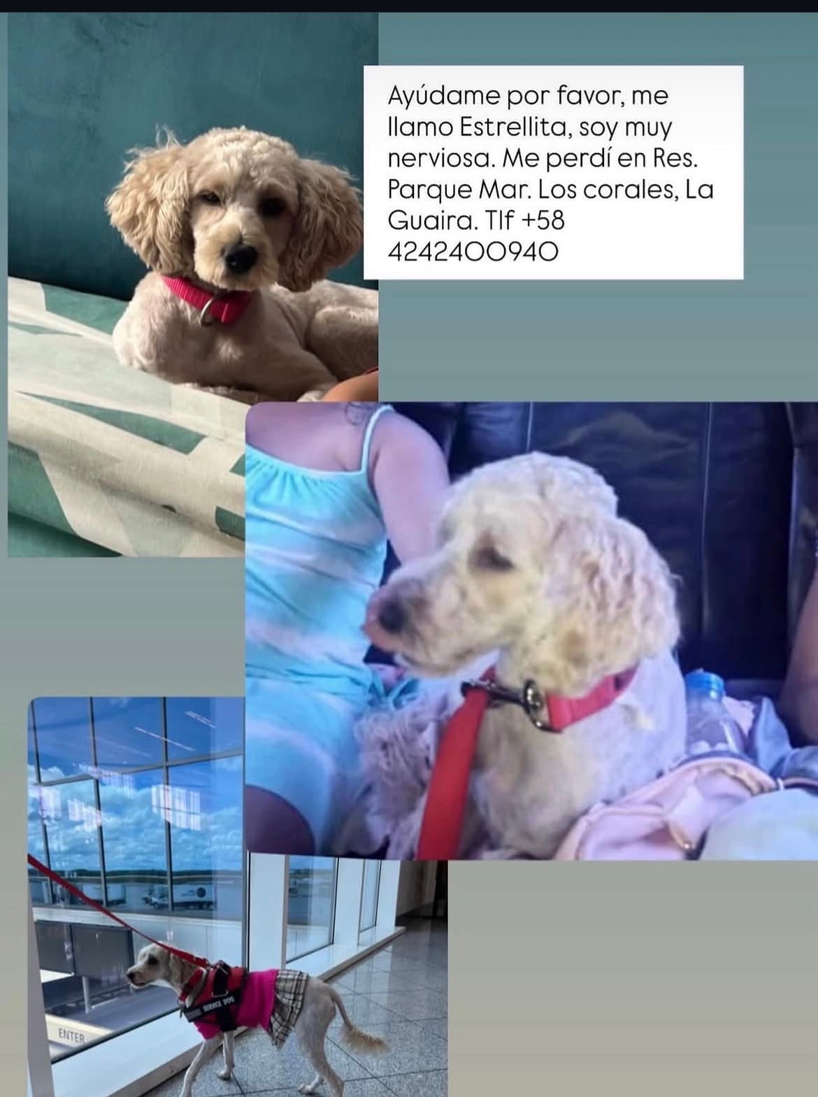 mascota
