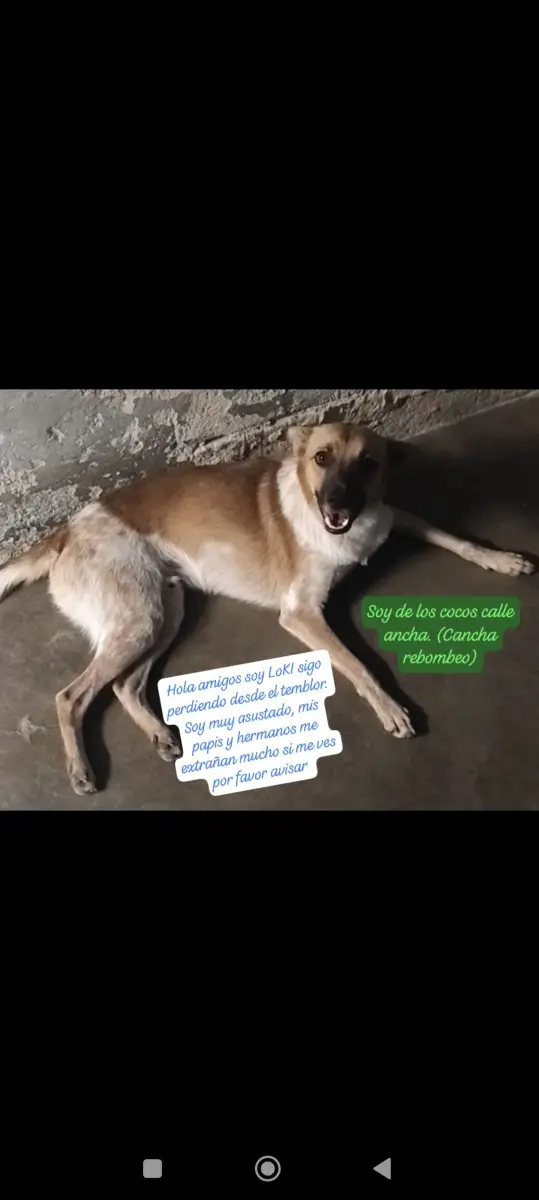 mascota